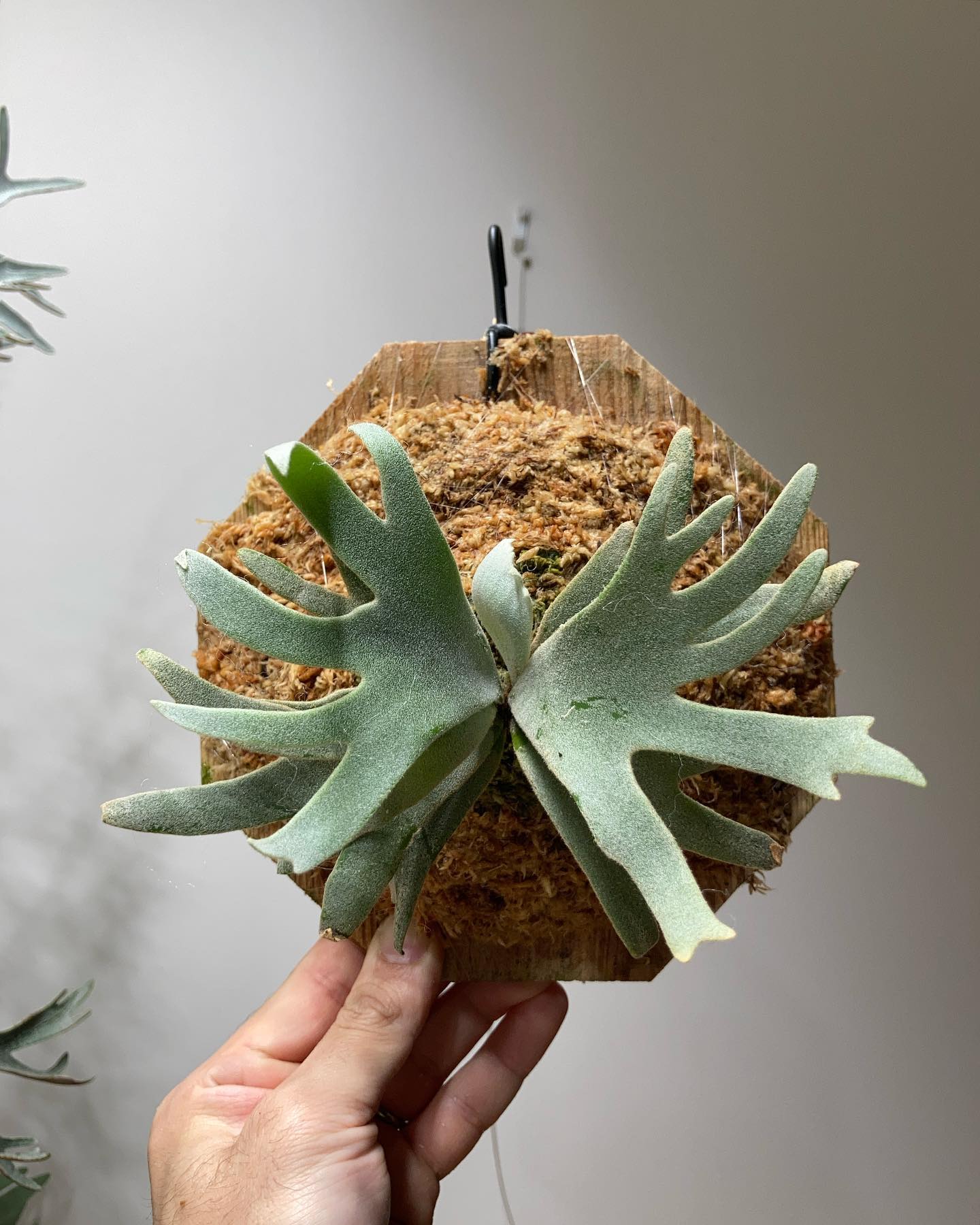 P.willinckii bacteria sporeling バクスポ！ ついにやってまいりました