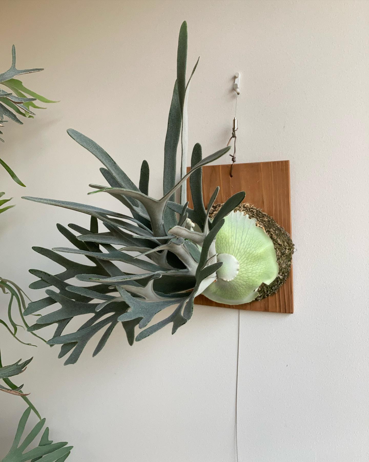 P.Elsa エルサはなかなか難しいビカク。 強健種ではあるが美しく育てるのが難しい こいつだけは正