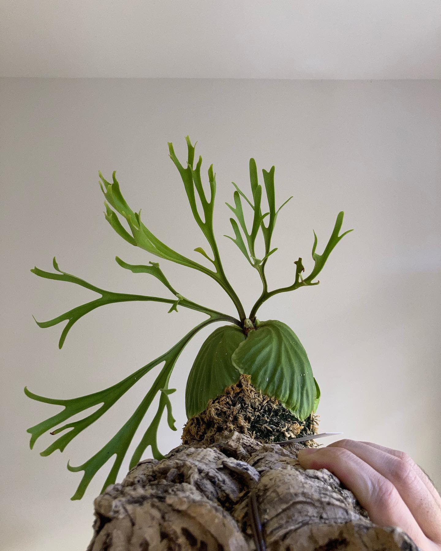 Platycerium ridleyi nano パカラン、サーマン、ナノ 細葉リドレイはいくつかあ