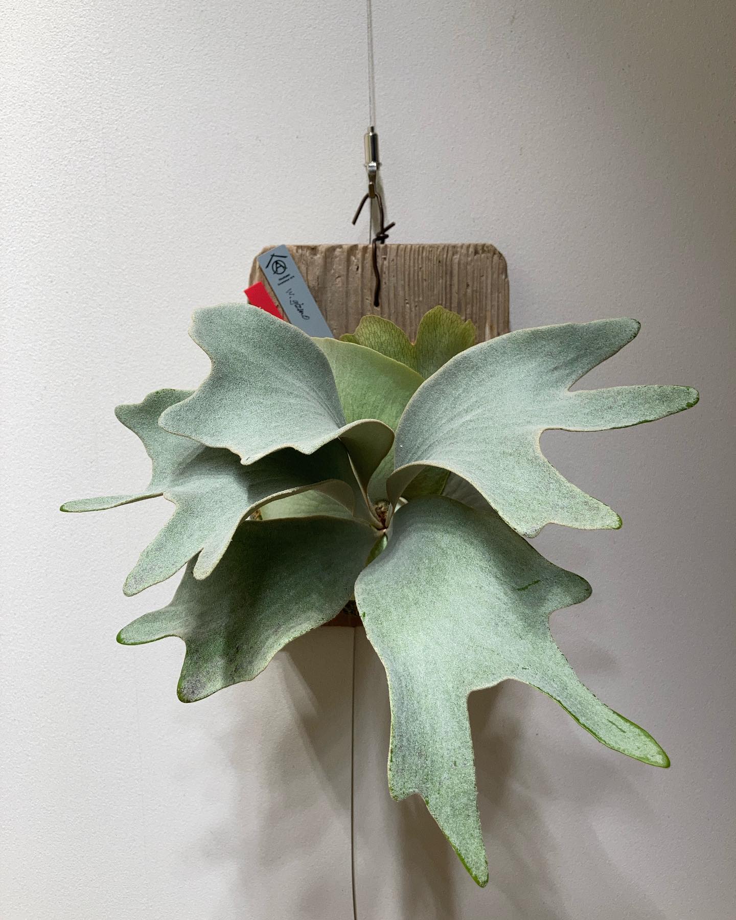 P.White gizmo ずっと貯水葉ターン 今は雌伏の時ぞ