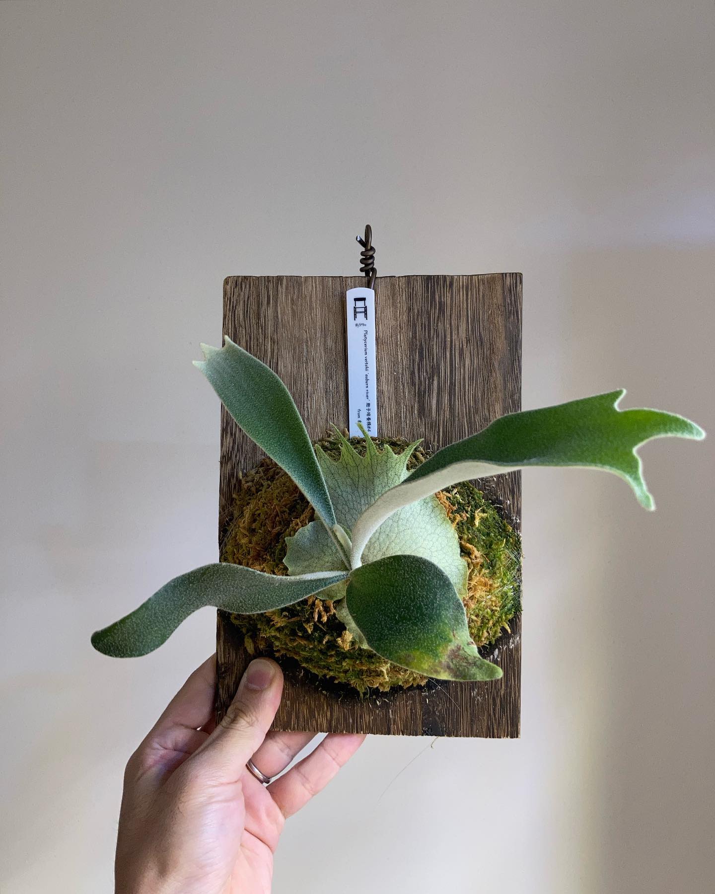 P.veitchii auburn river胞子培養＃4 なかなかいいんじゃないでしょうか？、