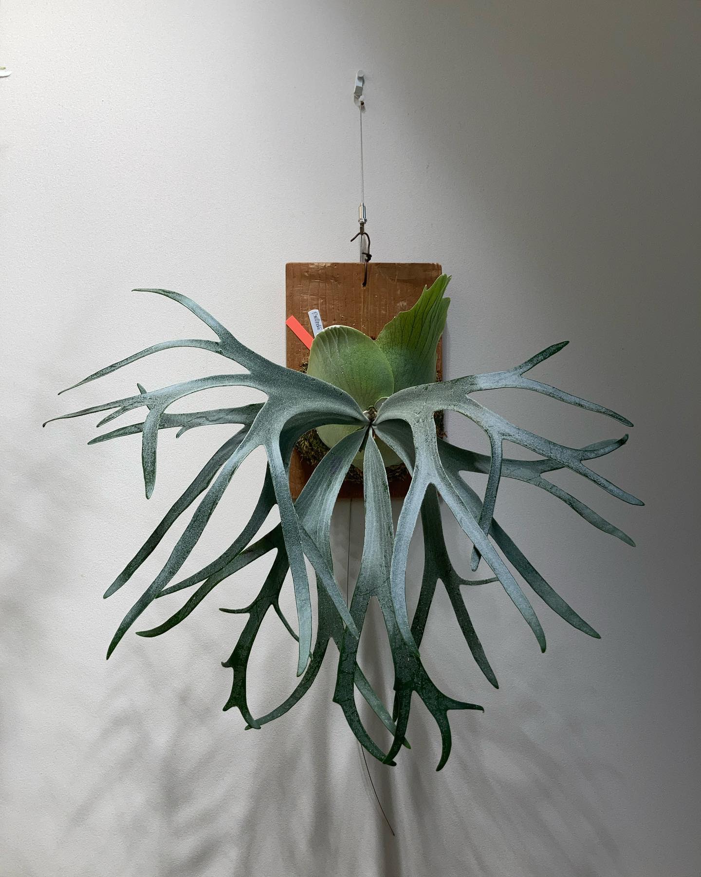 P.willinckii moonlight 2枚目は日比野さんのmoonlight(2022.8.