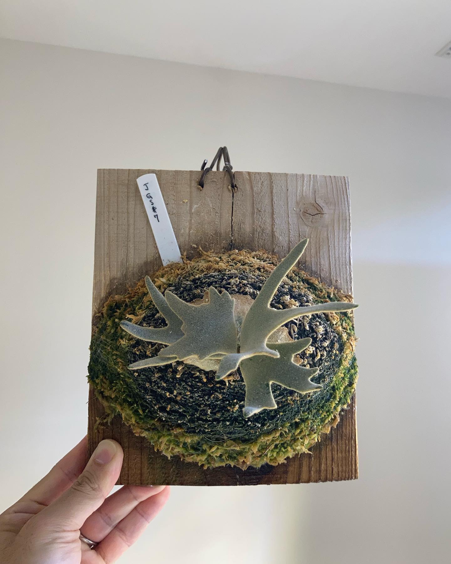 P.willinckii jade girl sporeling 調子がよい5株 JGs。