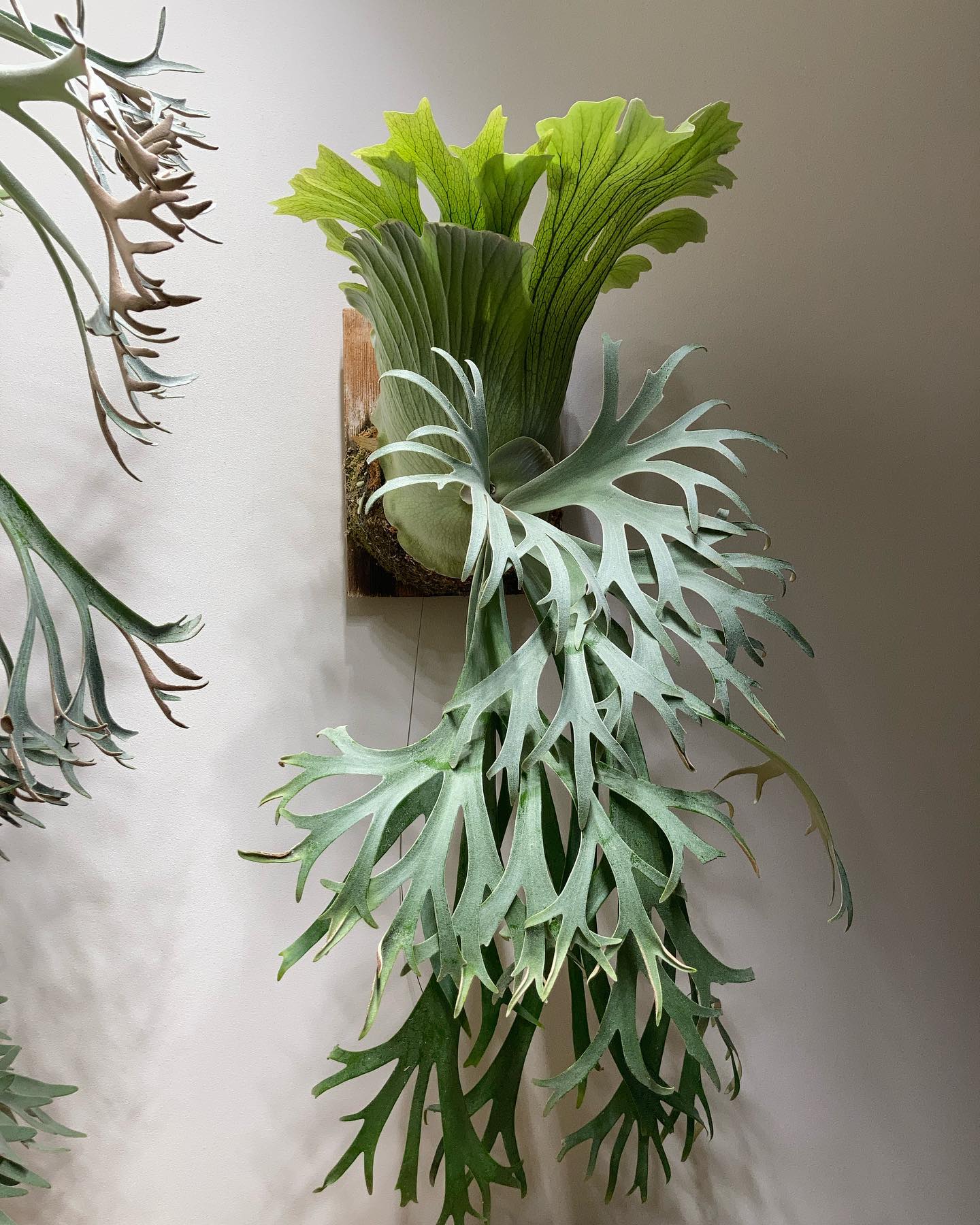 P.willinckii 月光爪哇 from @comolebi_plants 1枚目2023.4.