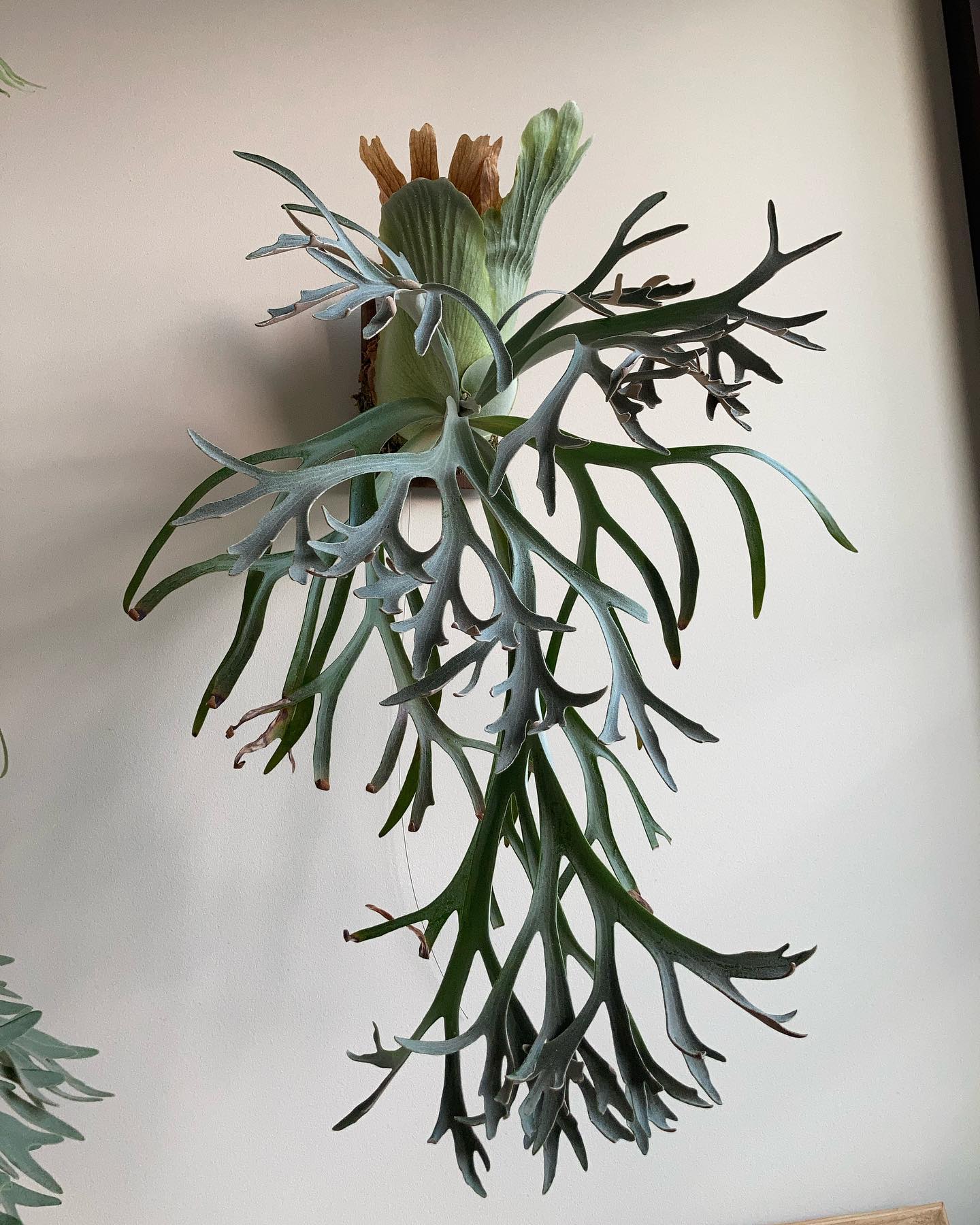 P.willinckii moonlight from @katsu_hibino なんとか前回の貯