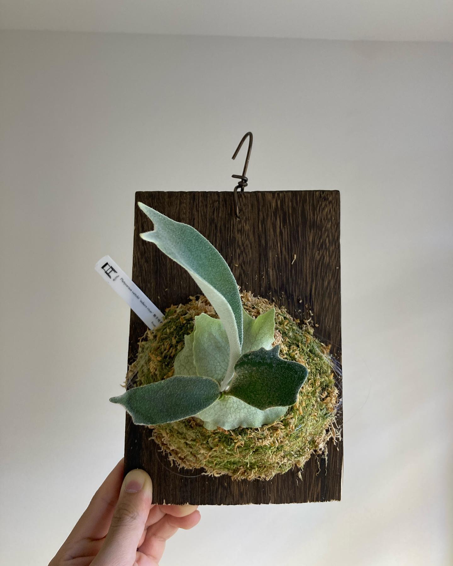 P.veitchii auburn river胞子培養＃3 ＃4とはまた違った感じの貯水葉。 胞子葉