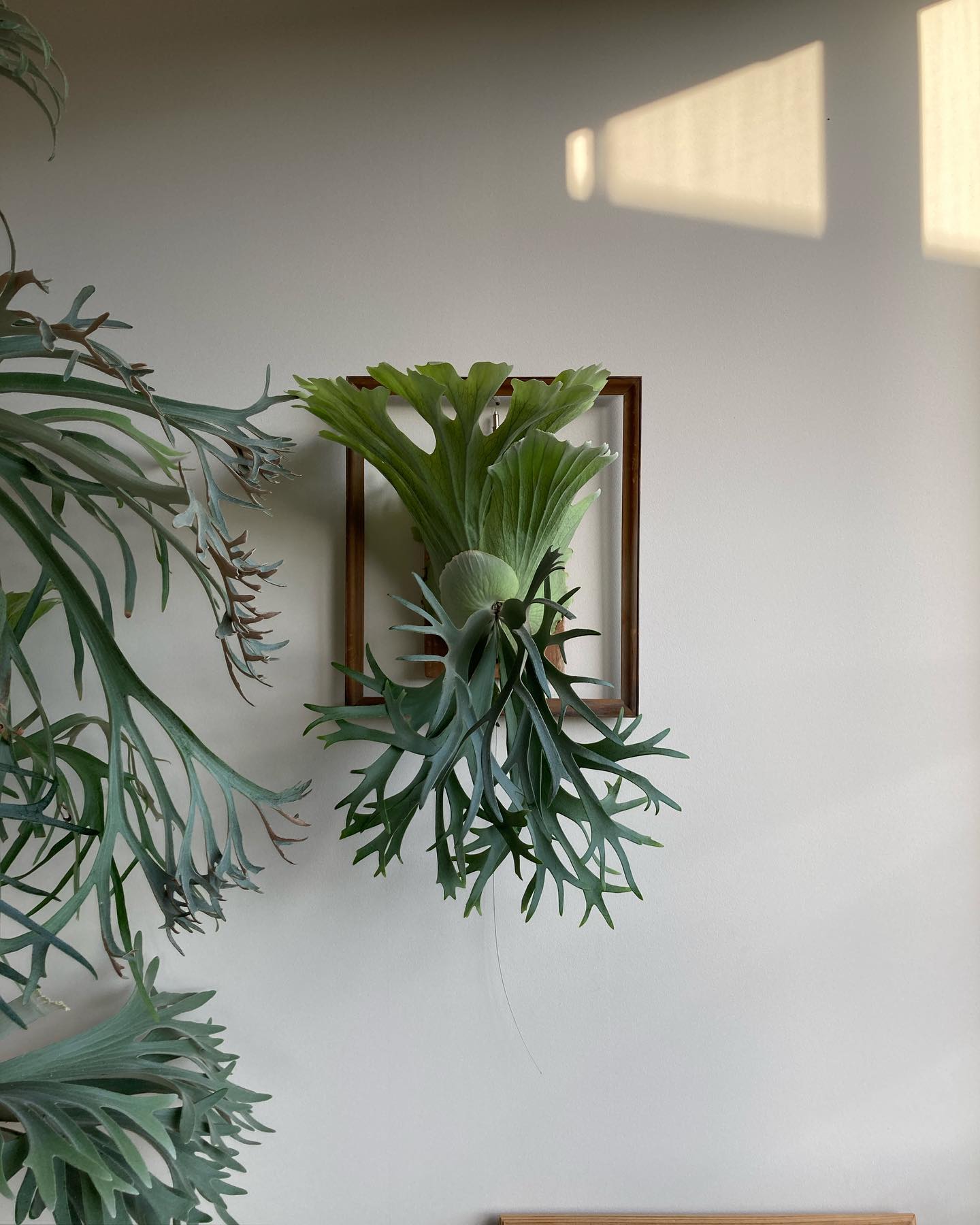 P.willinckii smurf from @katsu_hibino 成長点を挟んで、貯水葉と