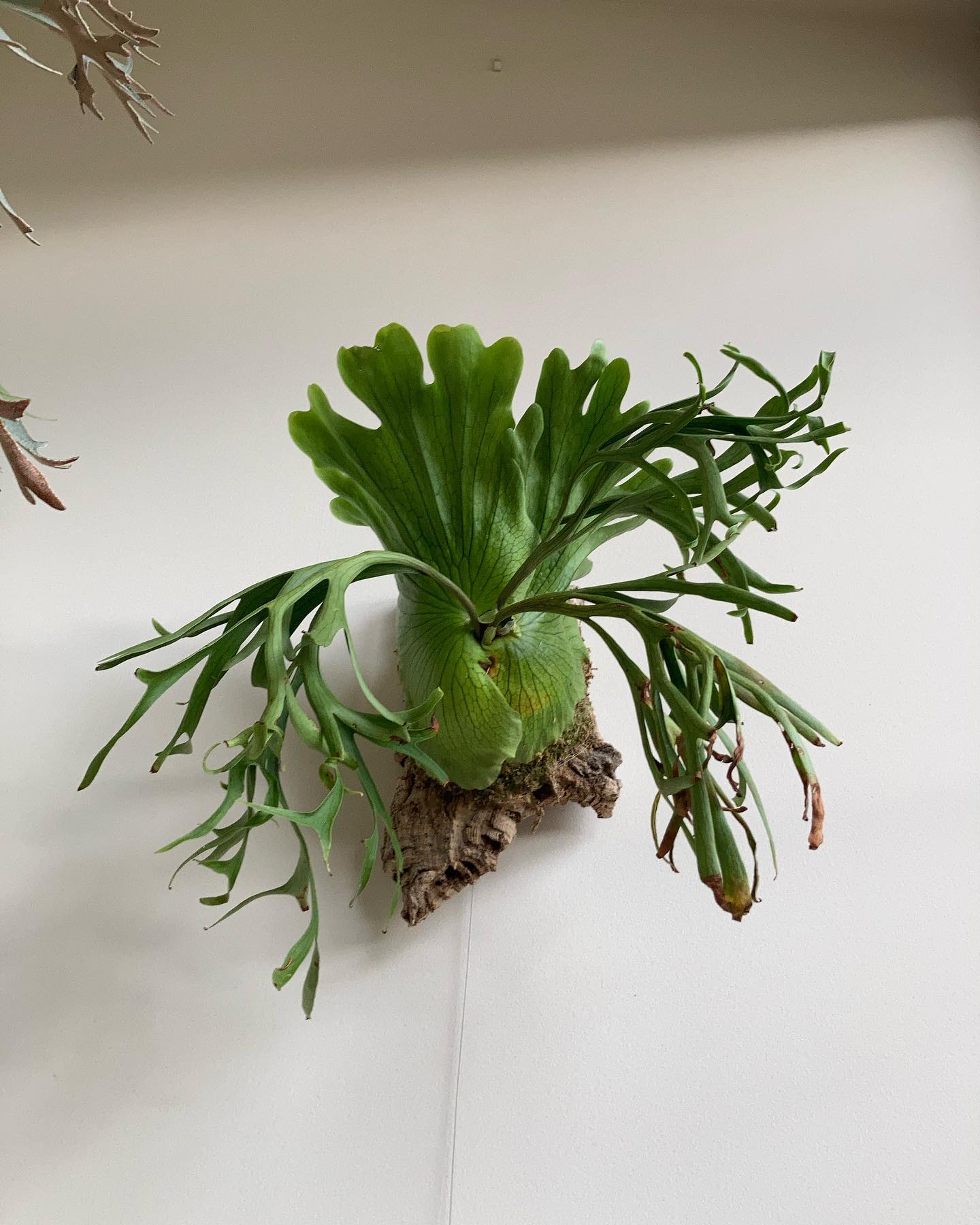 P.coronarium waiwai from @vandaka_plants ずっと貯水葉ターン