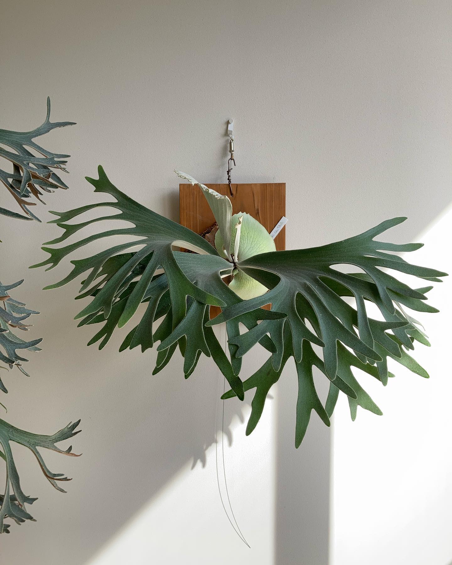 P. willinckii celsotatsuta 今30分岐くらいです。 やはり銘作