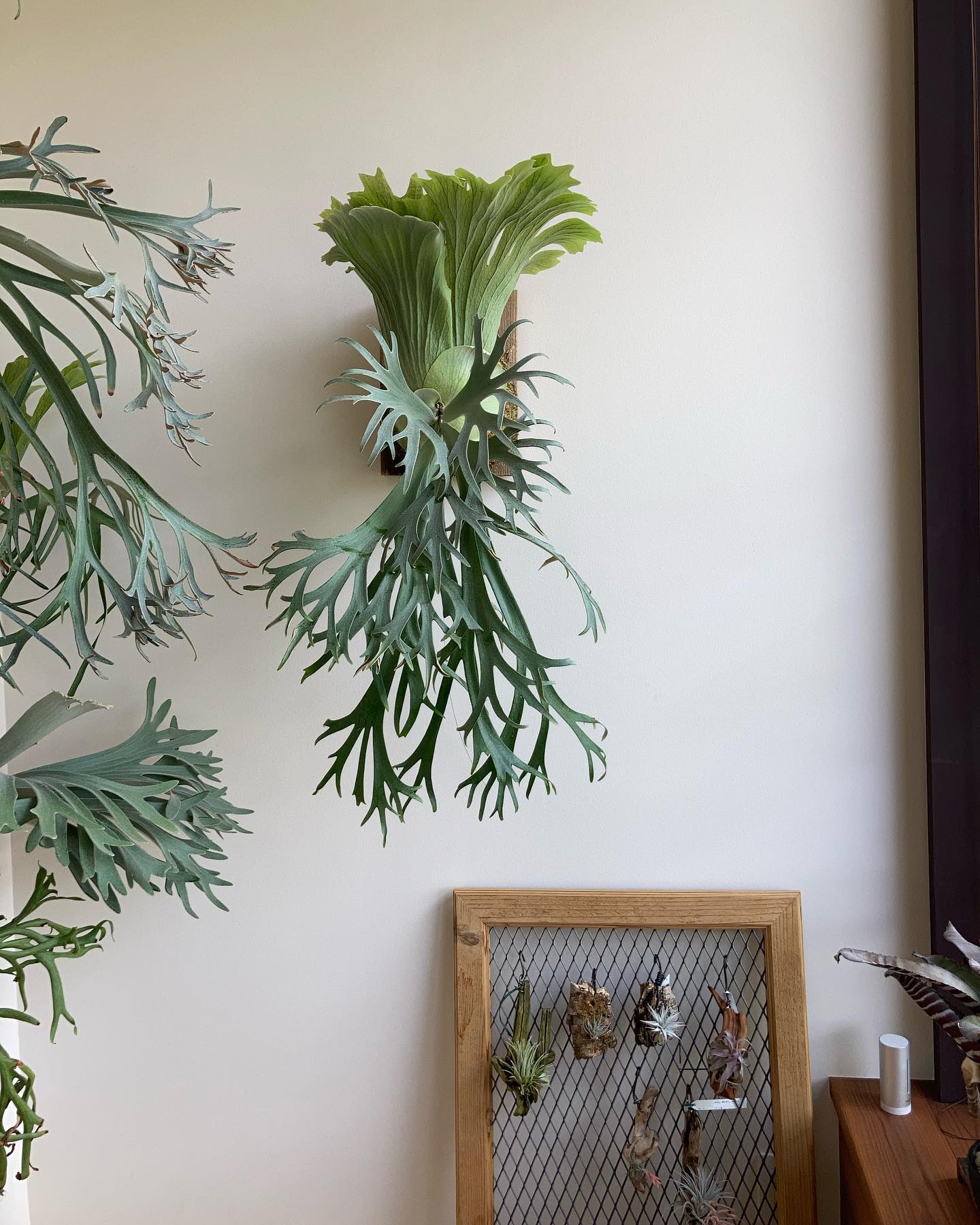 P.willinckii 月光爪哇 from @comolebi_plants チランジアとツーショ