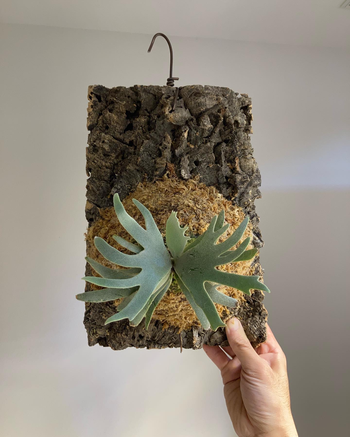 P.willinckii bacteria sporeling ホームセンターのペットコーナーにいい