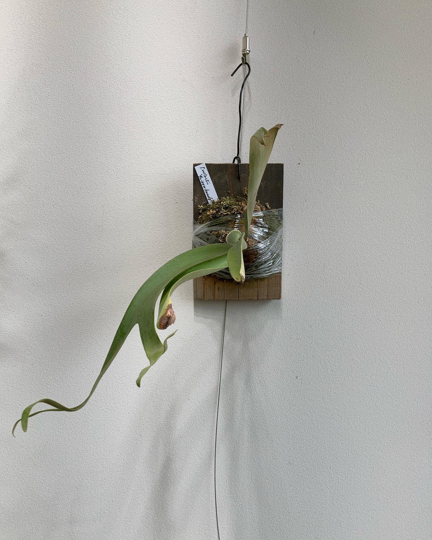 P.willinckii scissor hands