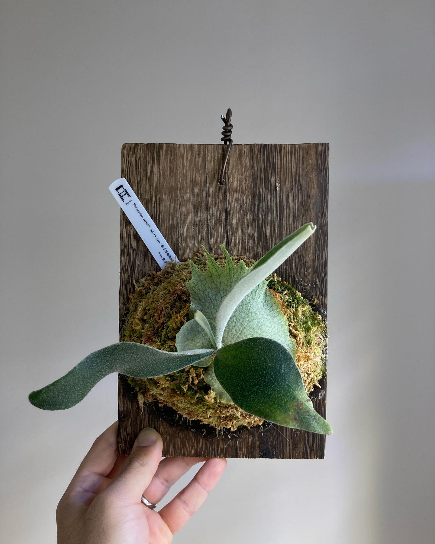 P.veitchii auburn river胞子培養＃4 胞子葉もこのサイズで分岐してます。 なか