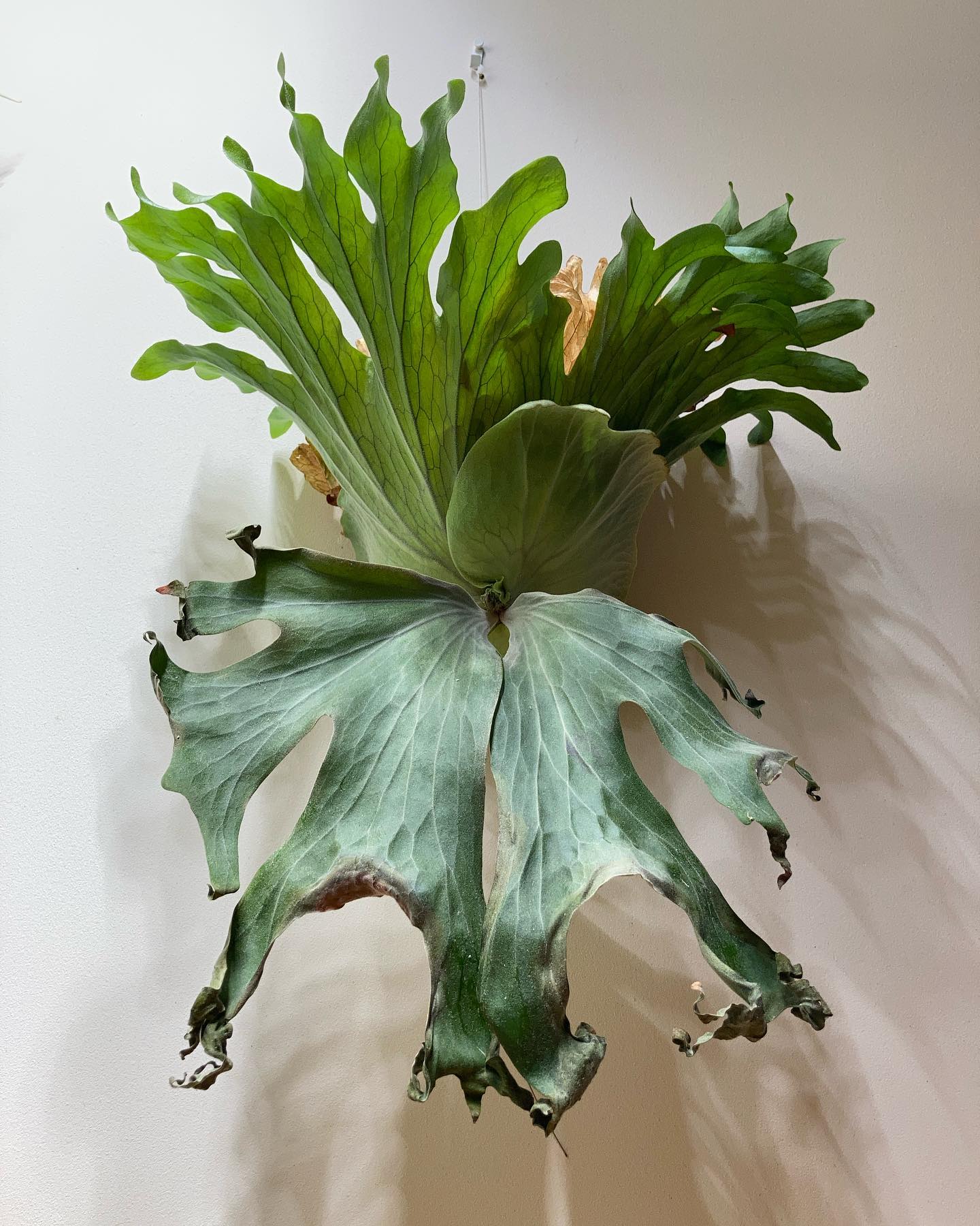 P.wallichii ワリチーの星6つ、攻撃力2400感は異常