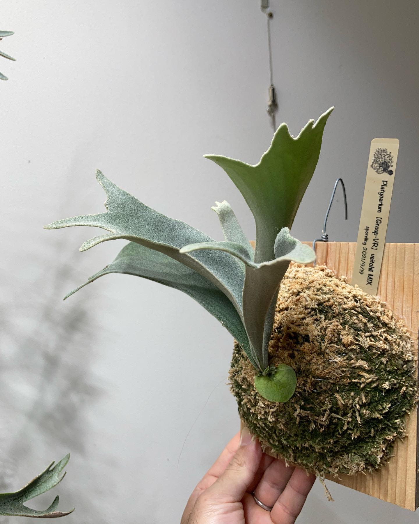 P.veitchii sporeling (Group-VR) エルサ並みの肉厚白葉かつこのサイズで