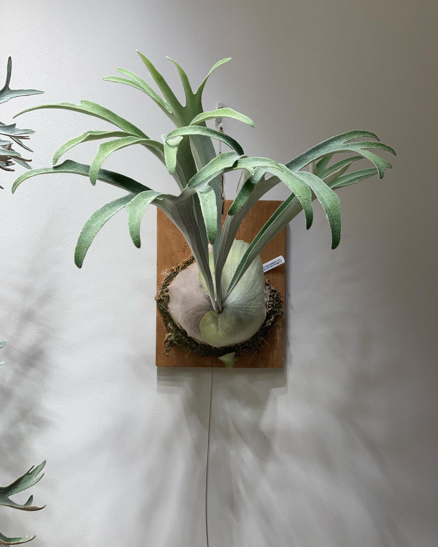 ベイチーワイルドvp16 from @vandaka_plants 胞子葉がシンプルな感じで好き。 