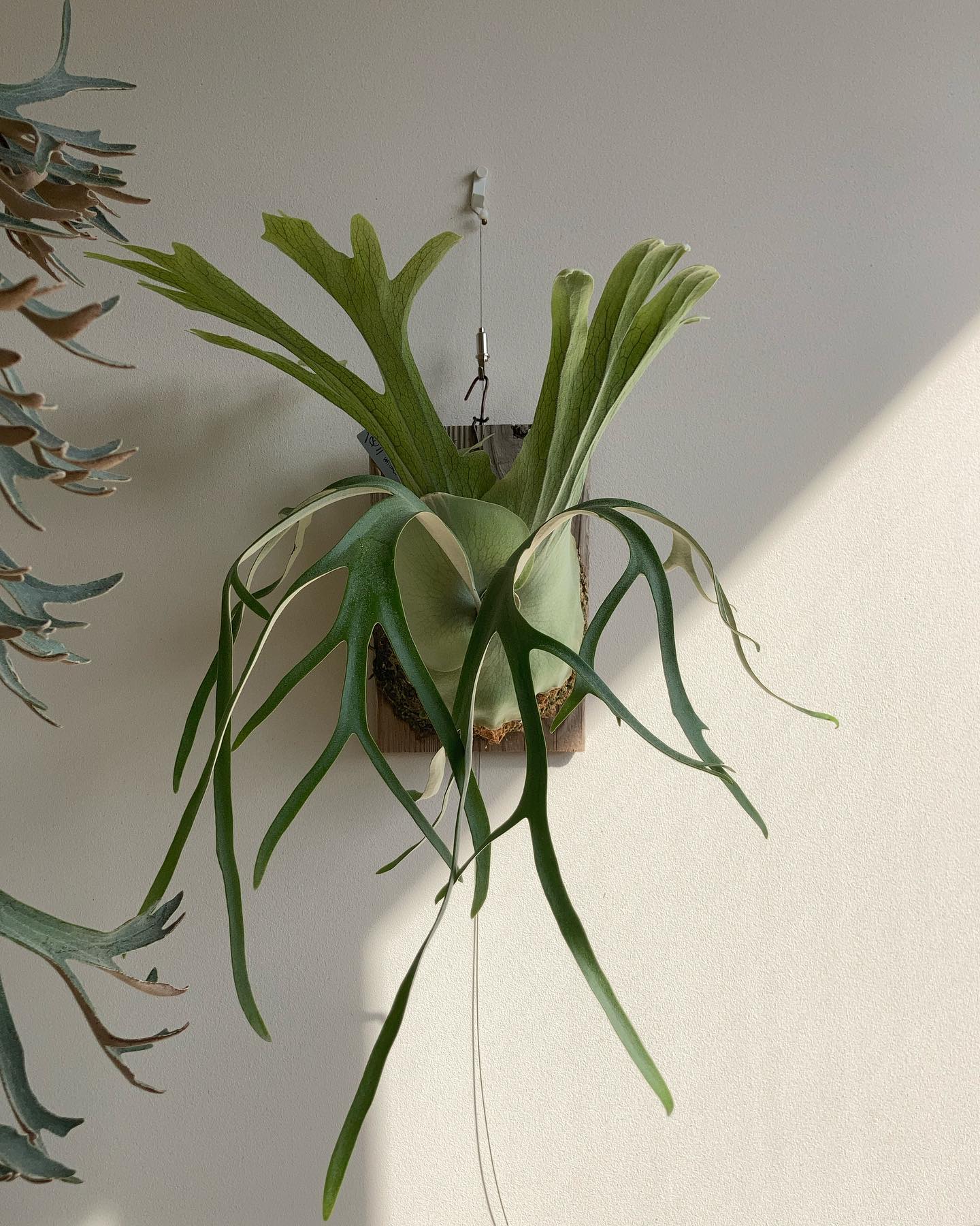 P.willinckii Indonesia wild from @chan317 ちょっと変わった