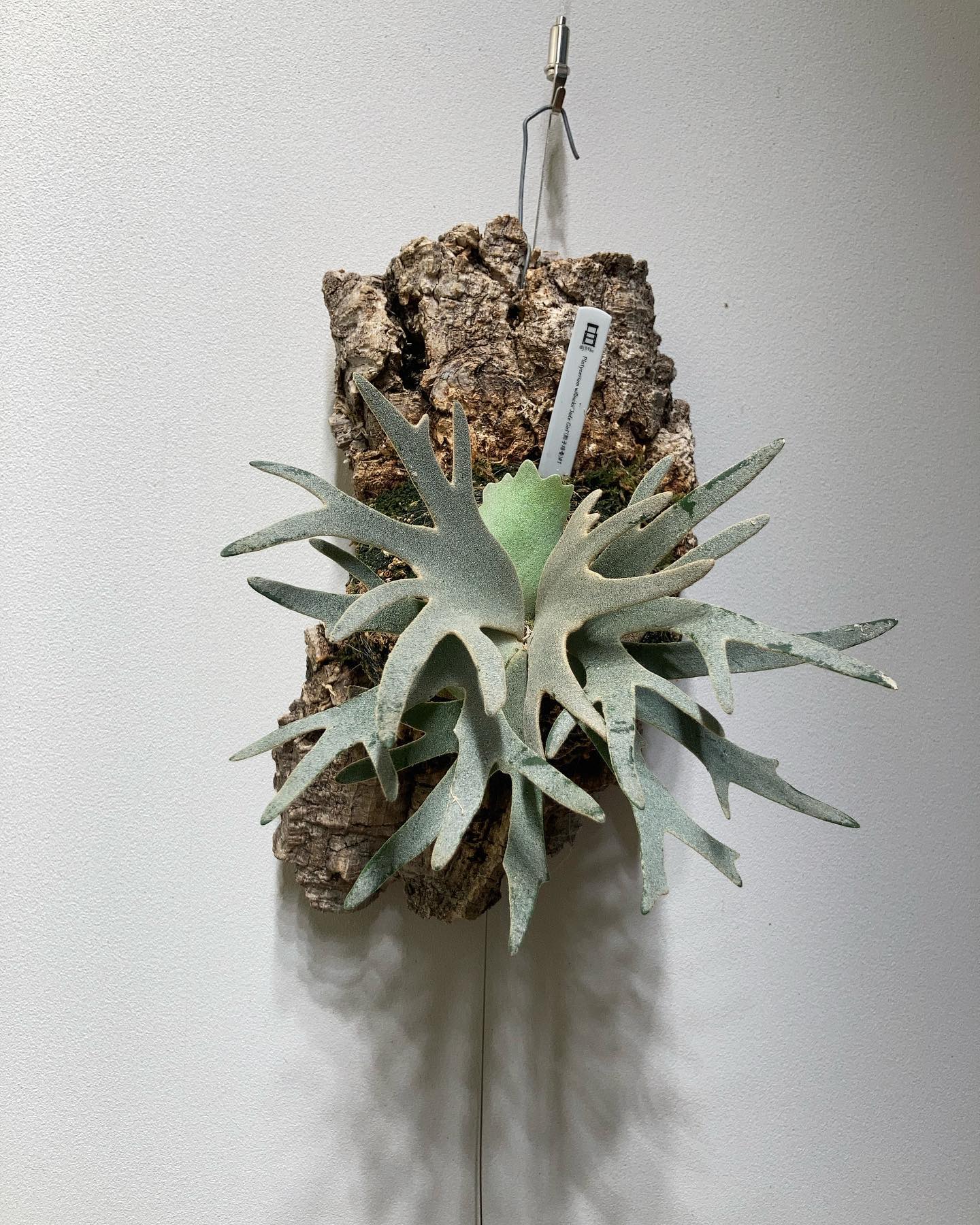 P.willinckii jade girl sporeling このまま詰まった感じで行ってほしい