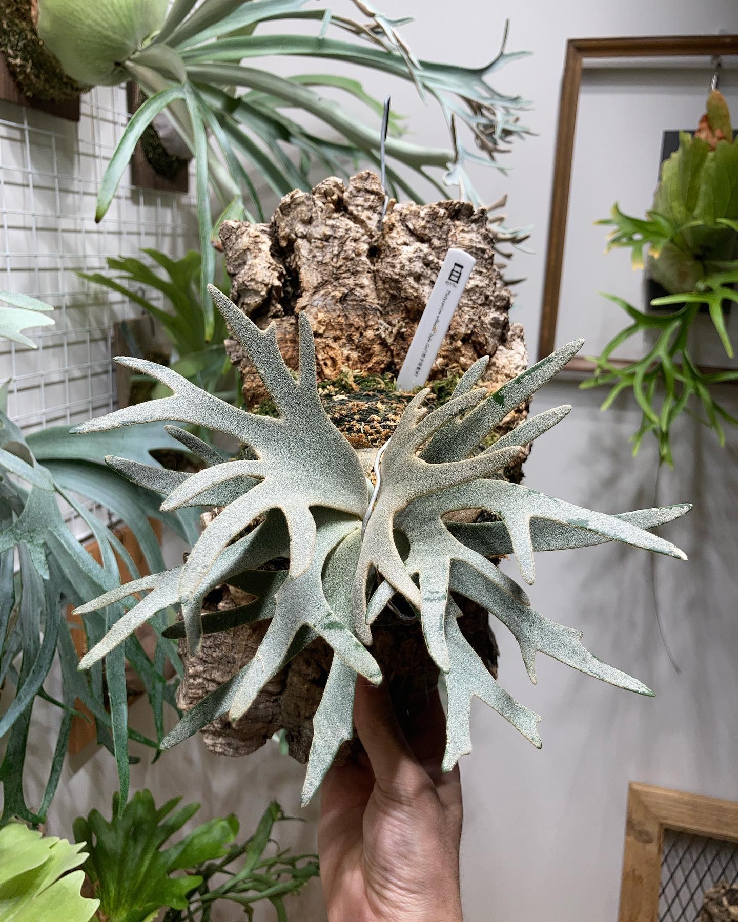 P.willinckii jade girl sporeling うーん、これも好き。 やっと貯水葉