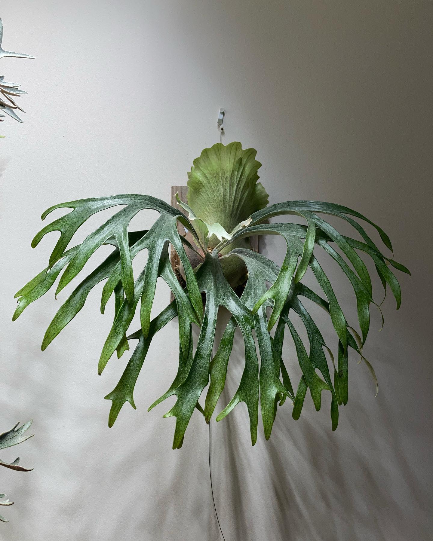 P.mt lewis 貯水葉が生えてきました