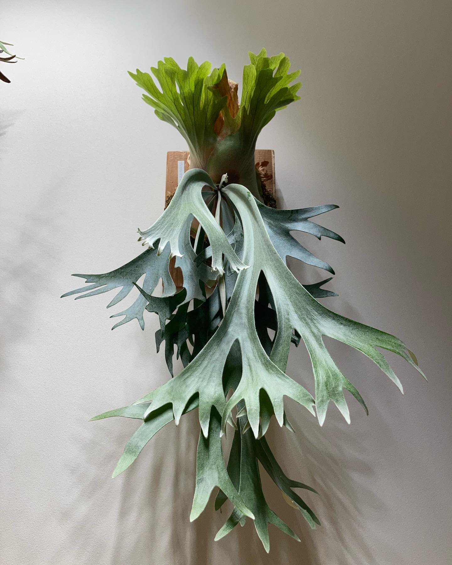 P willinckii scofieldtatsuta spore from @botanique