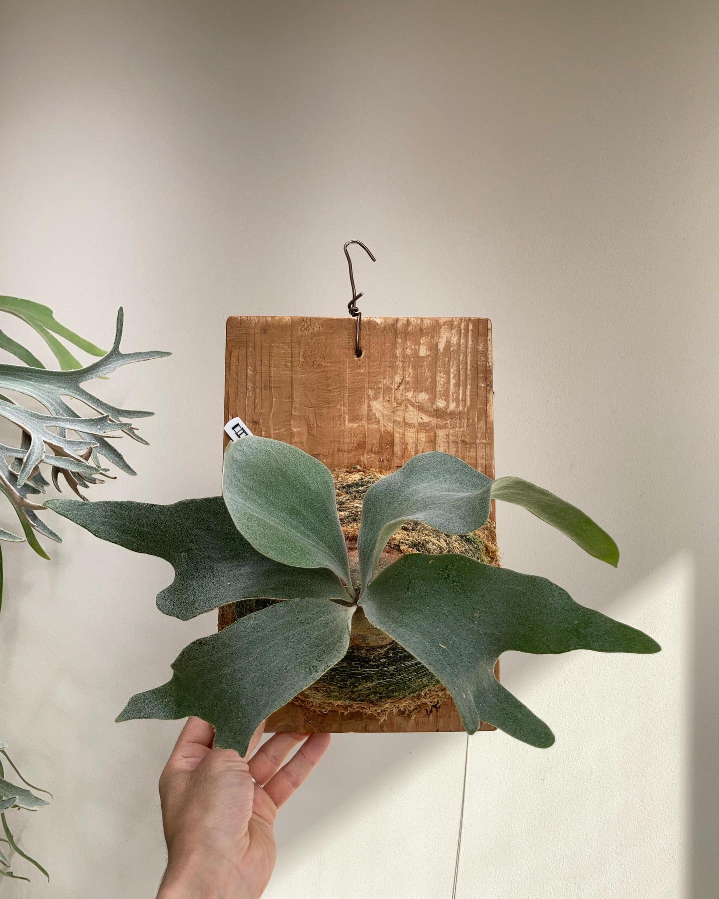 P.Ginka from @botanyvalley 根が板に着いたので、苔増し記念です。 私は、早