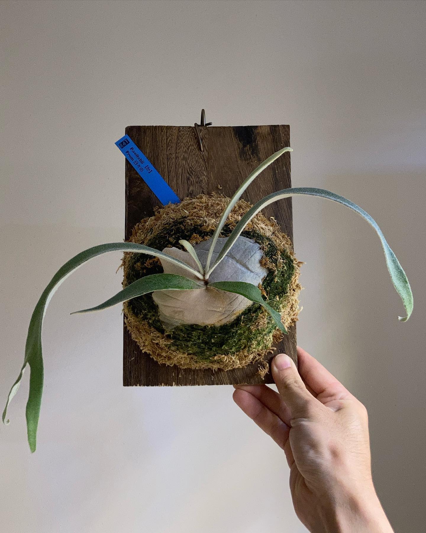 P.veitchii か from @no4ta3 さん 一枚目2023.4.25 二枚目2023.