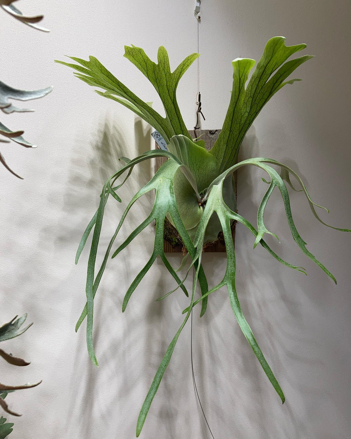 P.willinckii Indonesia wild from @chan317 なかなかに変わっ