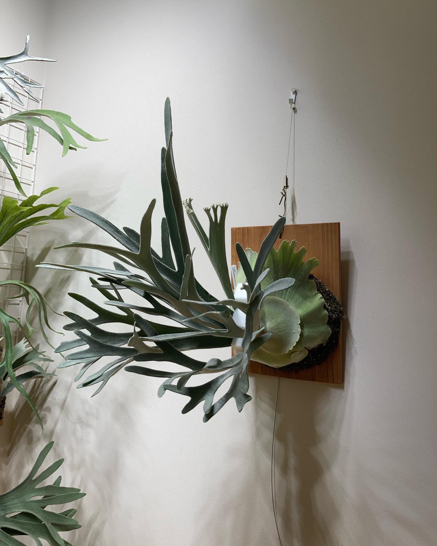 P.Elsa 葉の矯正に激落ちくん(7枚目)を使ってみました。 控えに行って最高です。 胞子葉と胞子