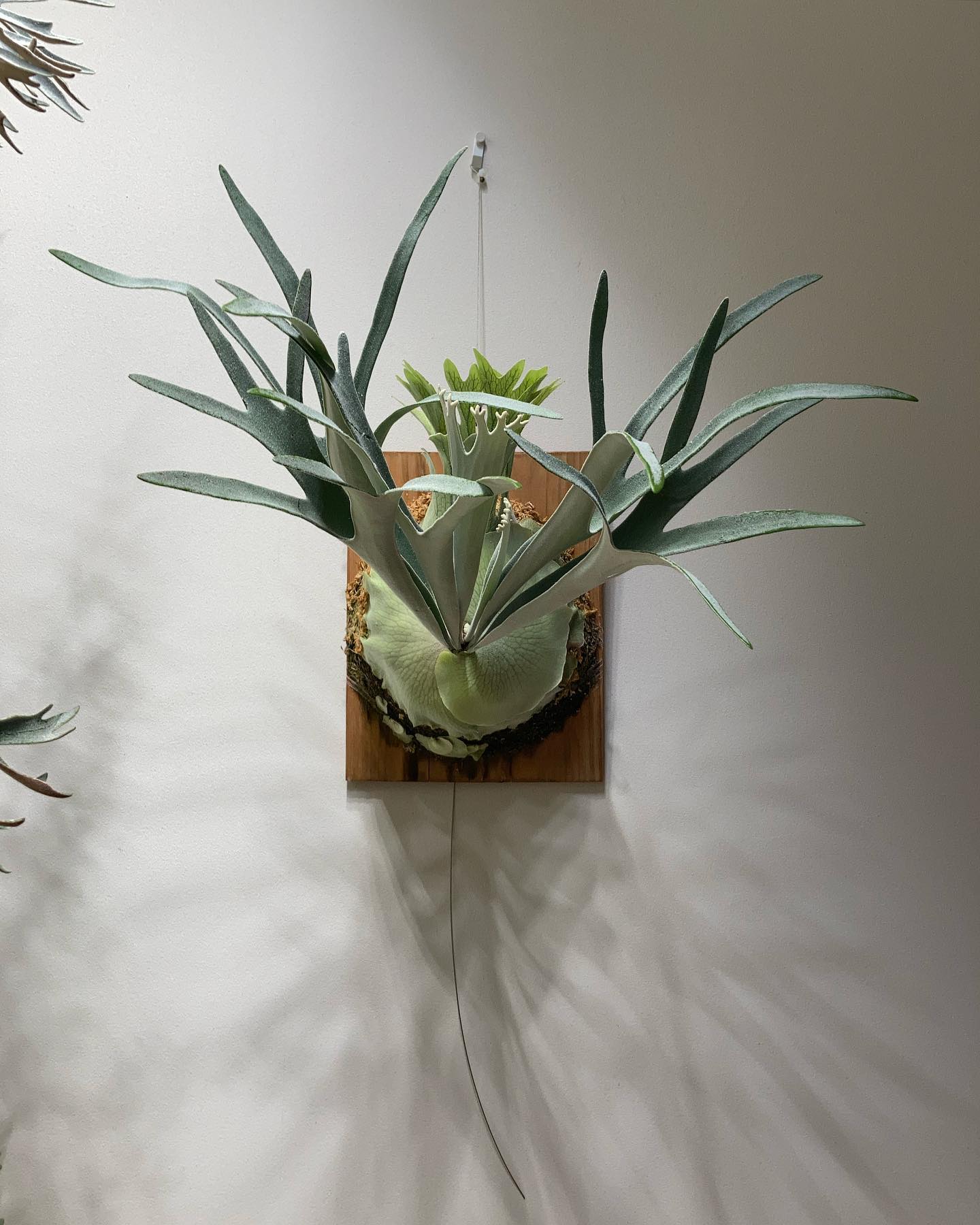 P.veitchii kingfisher ワサワサ 中々好きなベイチー