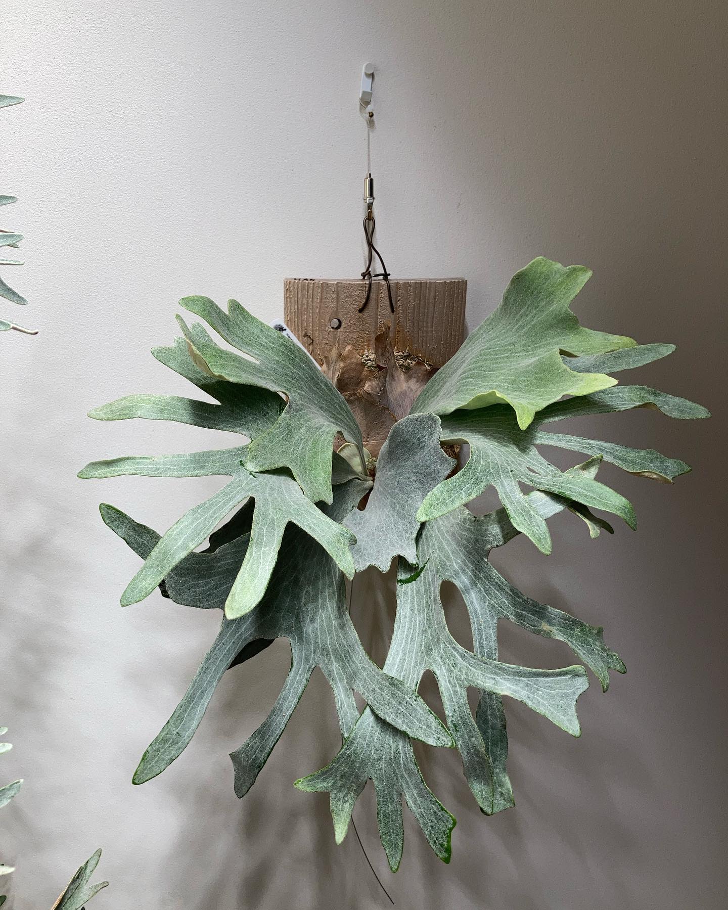 P.sp HK sporeling 【Majus mix 】 最近よくインスタで見かける気がします。