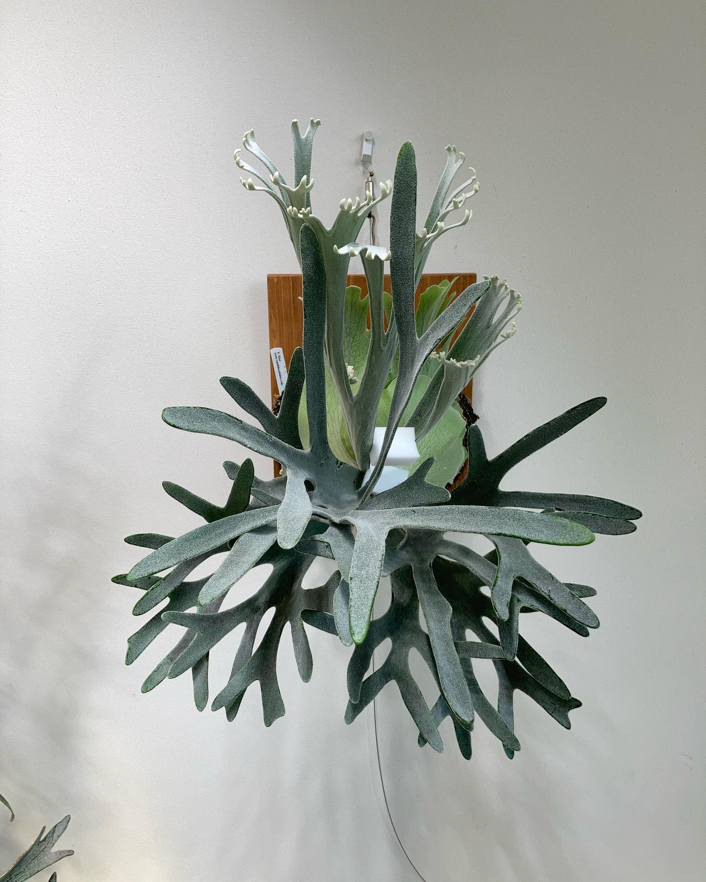 P.Elsa やはりエルサは最上段より中段がいい気がするな。 最上段だとガチガチ寸詰まりモヒカンにな