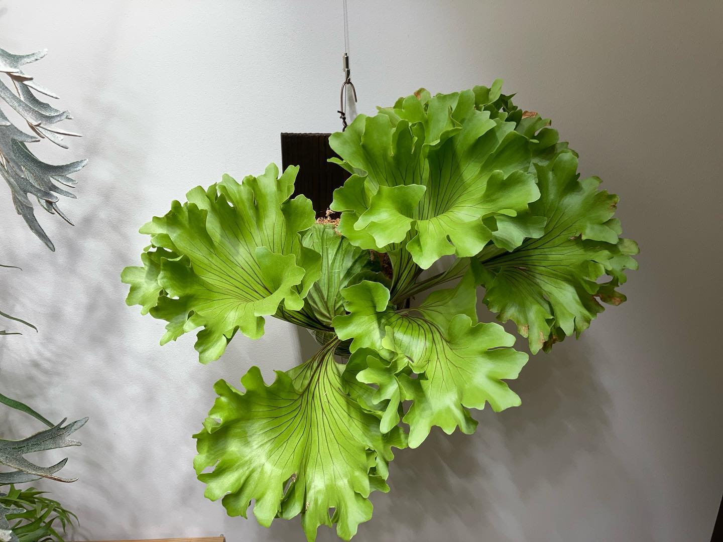 Platycerium ridleyi monkey king リドレイというよりもはやヒリー 成長