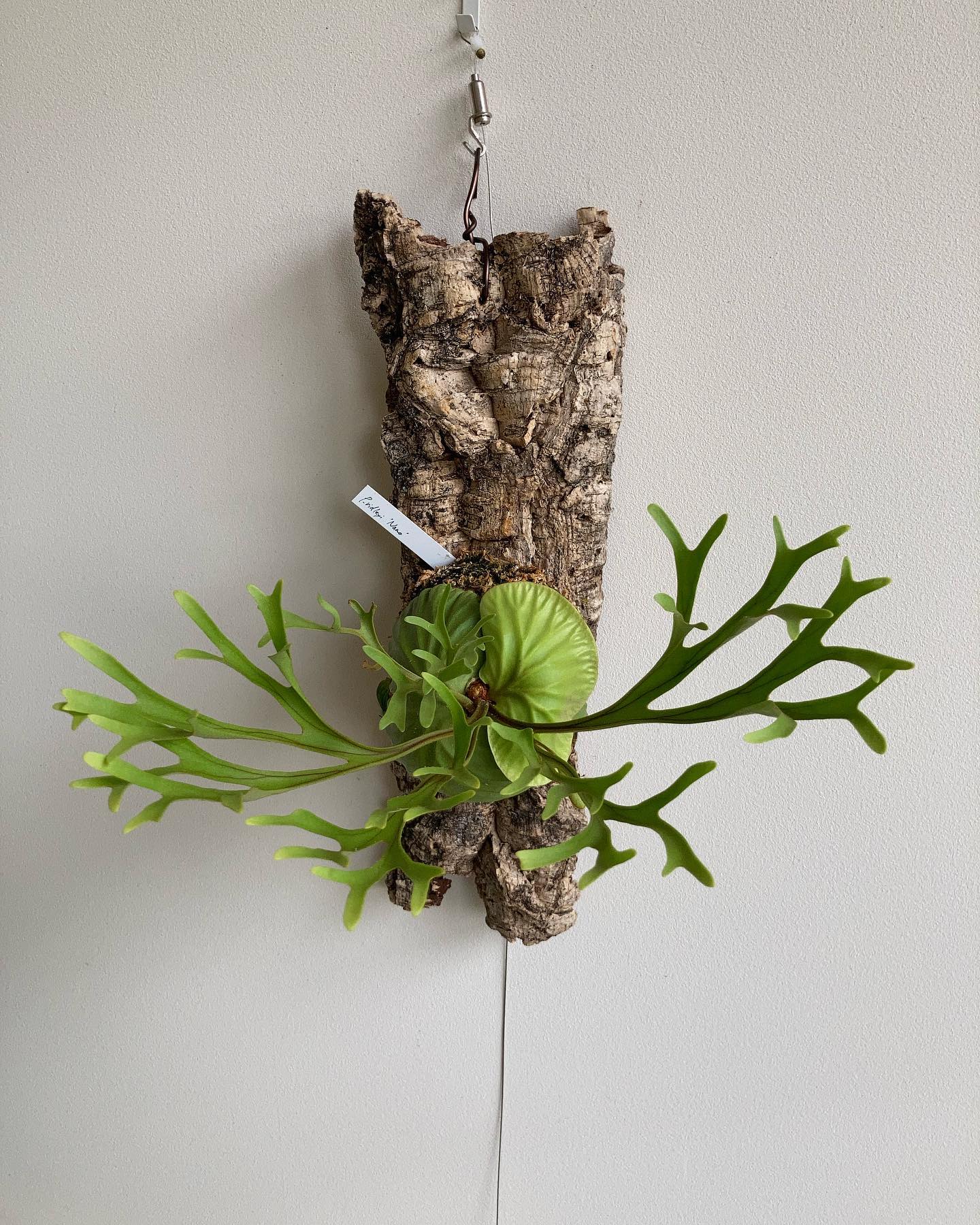 Platycerium ridleyi nano from @katsu_hibino 瑞々しい貯水