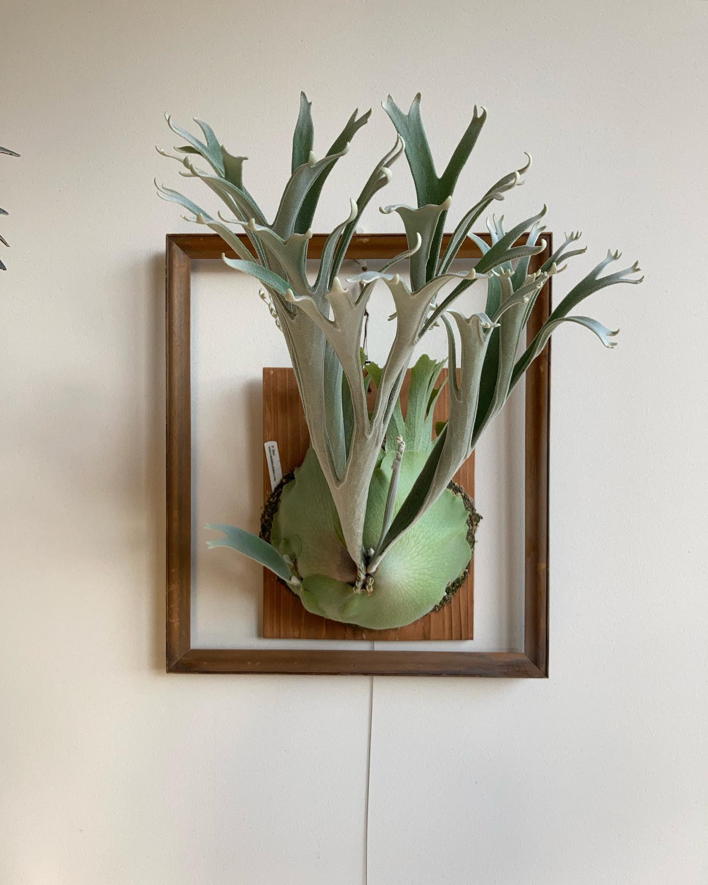 P.Elsa エルサもサマーカット。 切りすぎて後悔するのはビカクあるある。 貯水葉がイマイチ伸びな