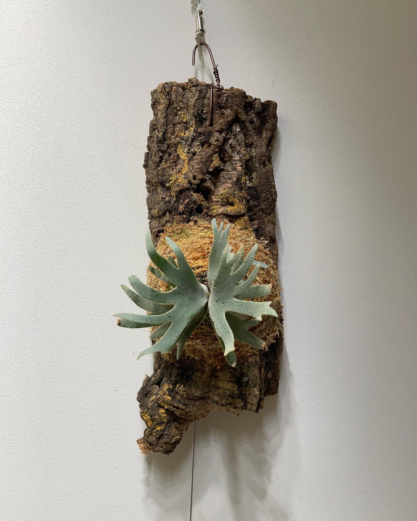 P.willinckii bacteria sporeling