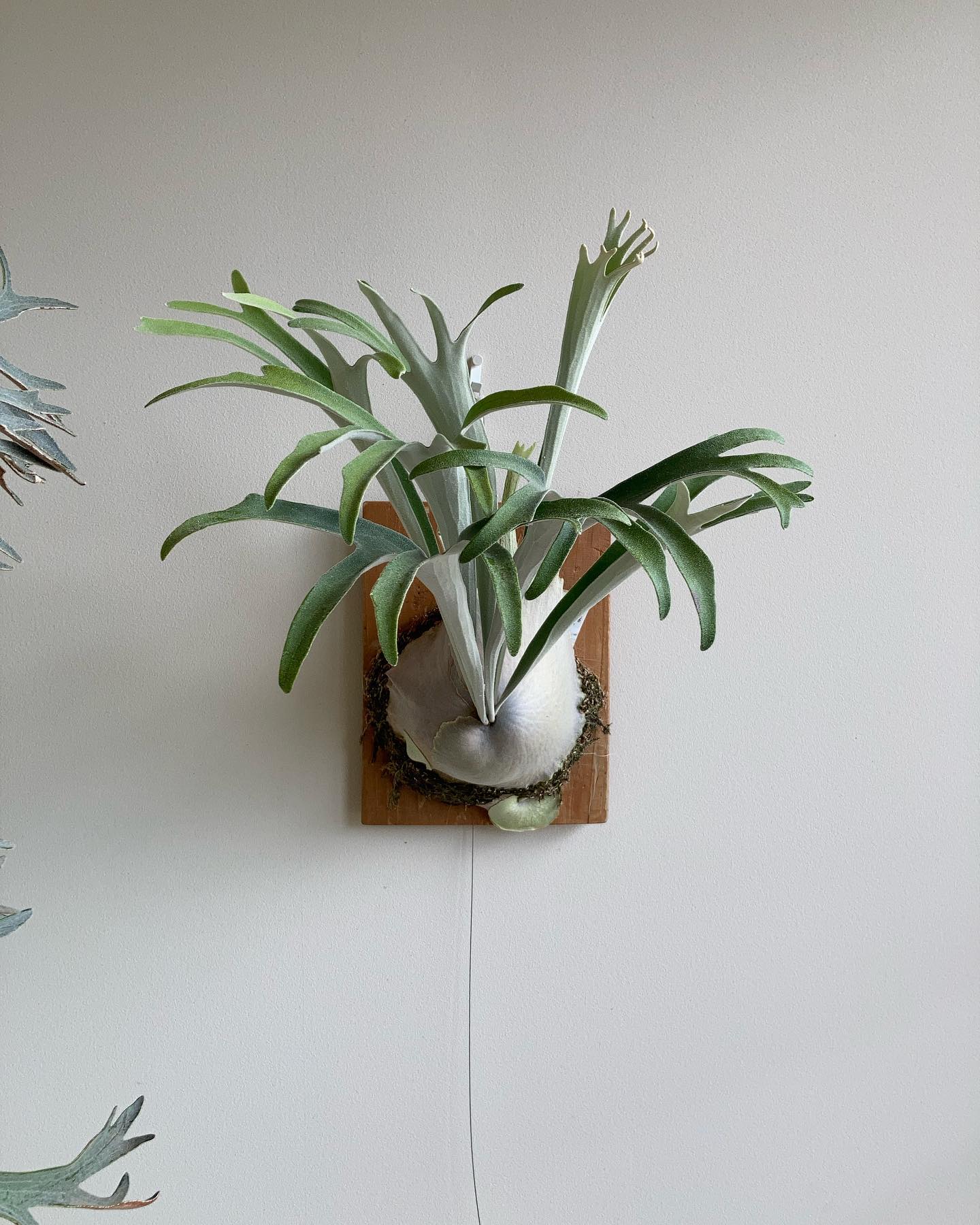 ベイチーワイルドvp16 from @vandaka_plants 貯水葉2本だけ尖りました