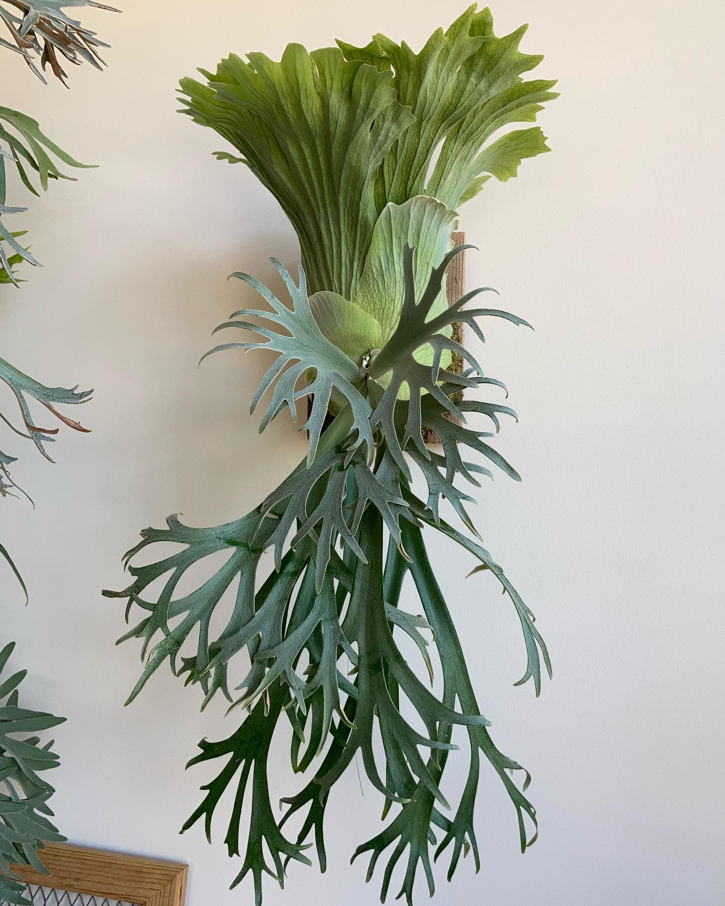 P.willinckii 月光爪哇 from @comolebi_plants 我が家唯一のコモレビ