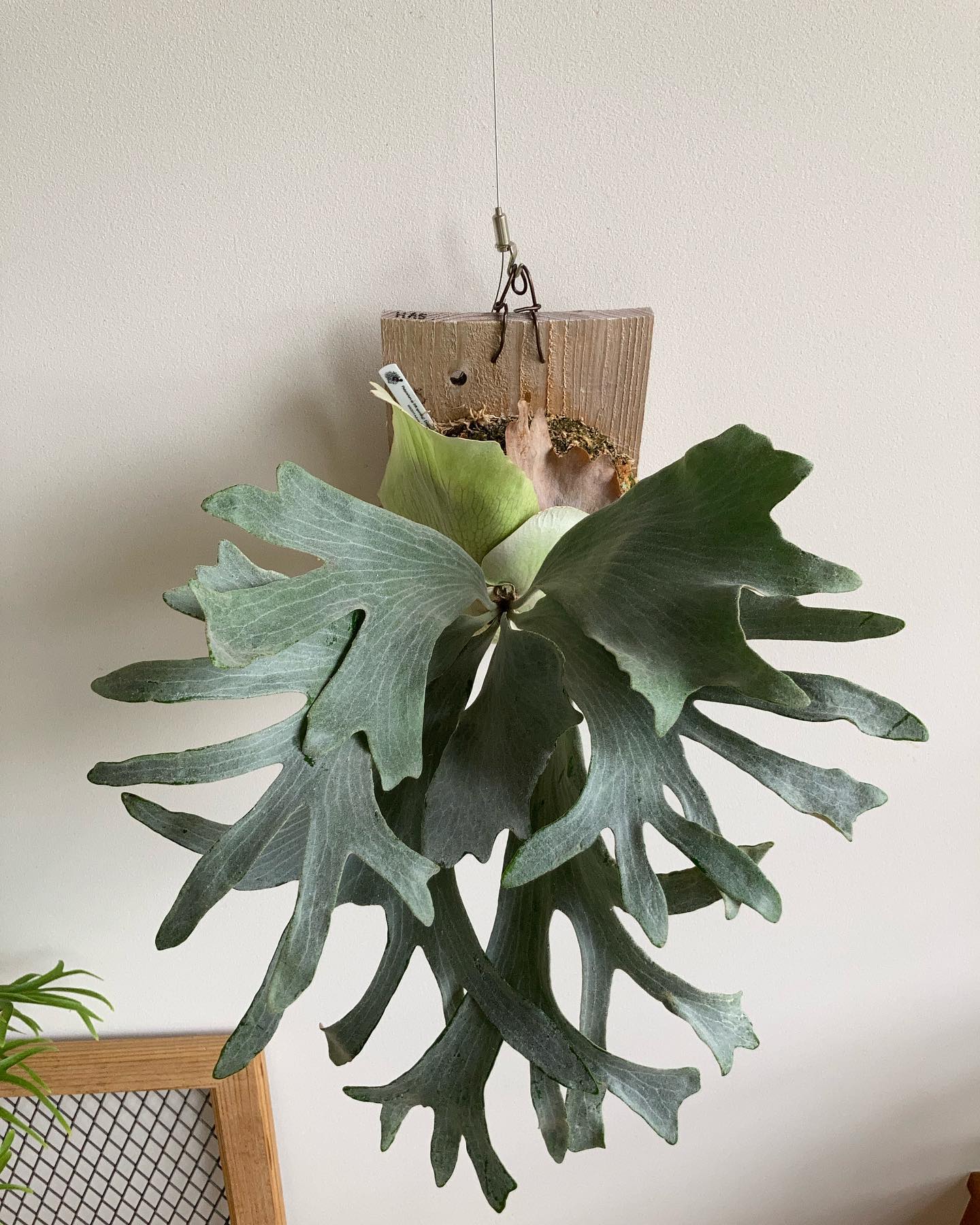 P.sp HK sporeling 【Majus mix 】 from @acupom219 葉の裏