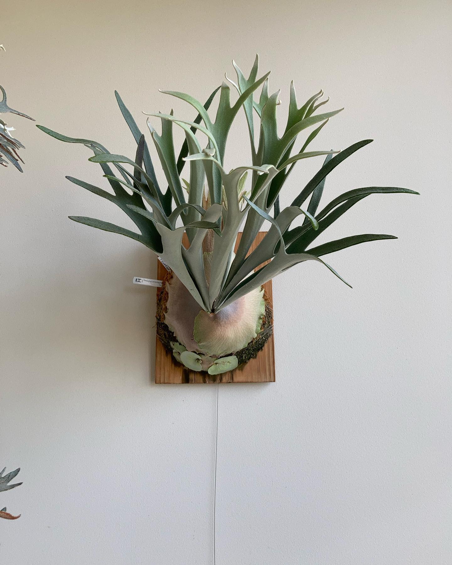 P.veitchii "King Fisher” from @botanyvalley 胞子着いてき