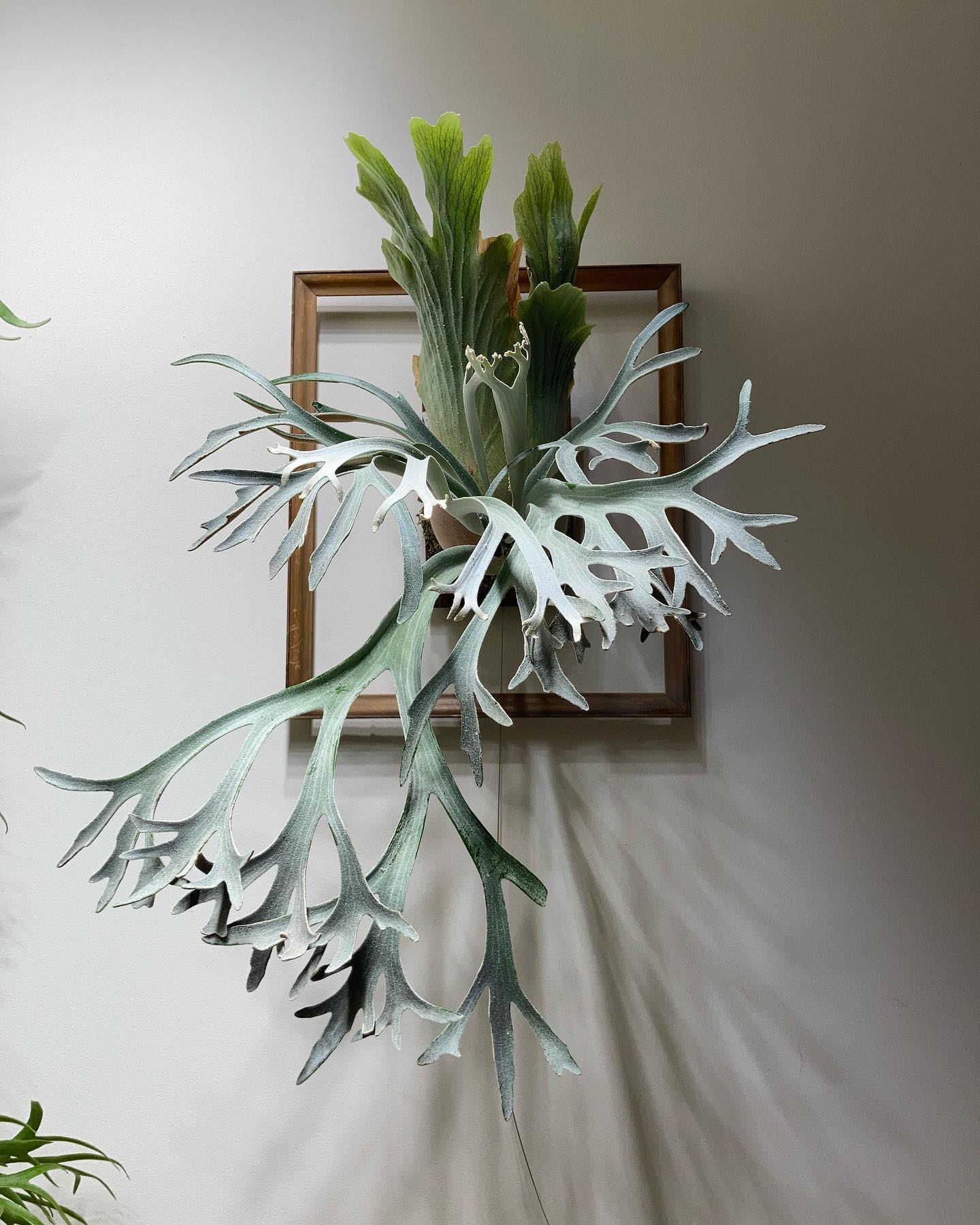 P.willinckii moonlight from @katsu_hibino ショートカットに