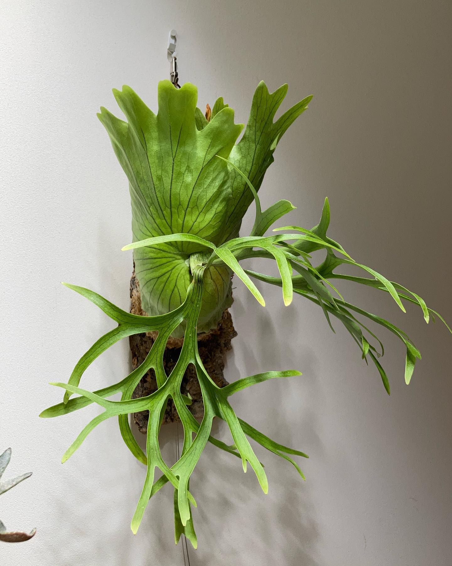 P.coronarium from @katsu_hibino ついにコルク着け。 細葉コロナが好き