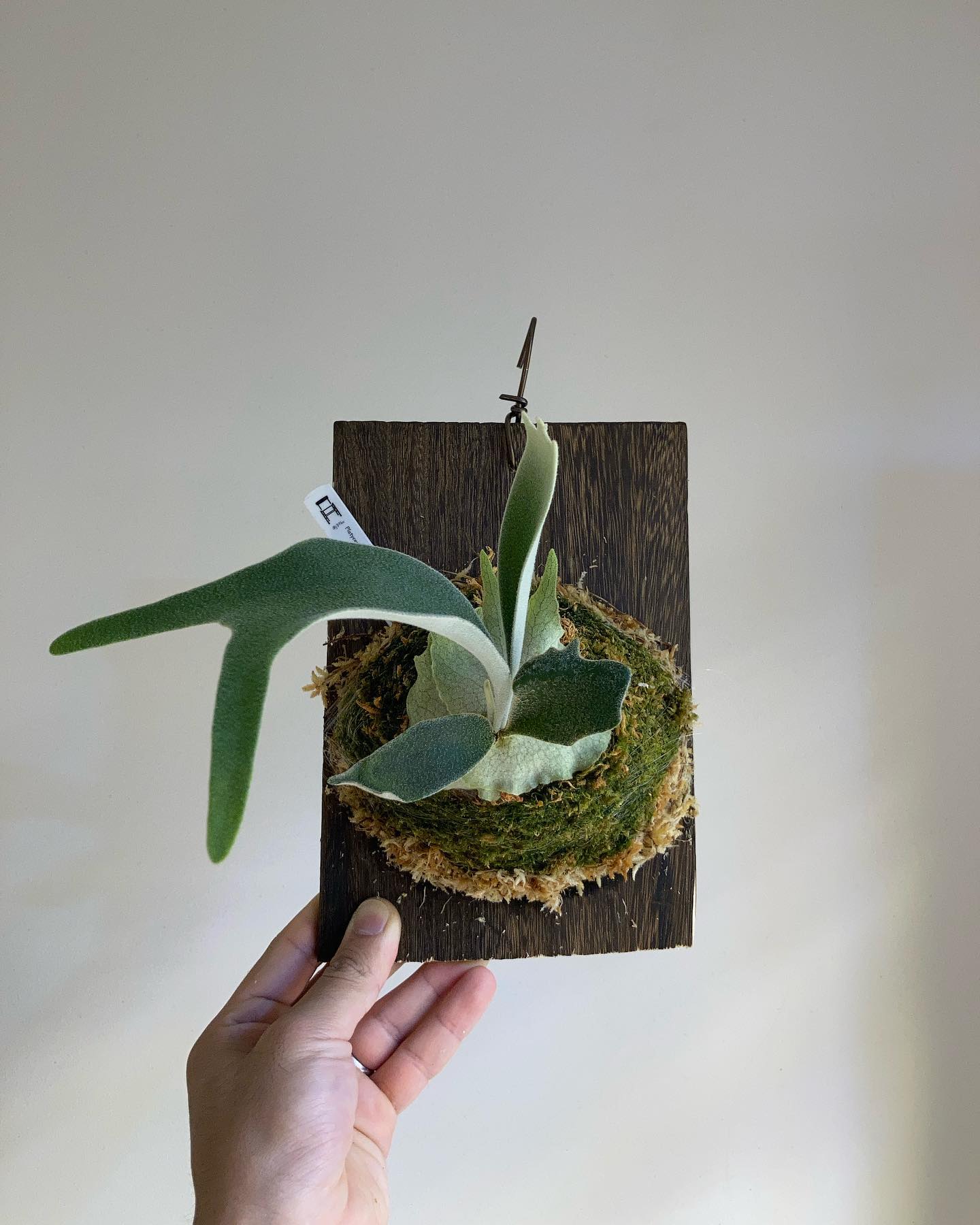 P.veitchii auburn river胞子培養＃3 苔増し マグァンプ Pfood