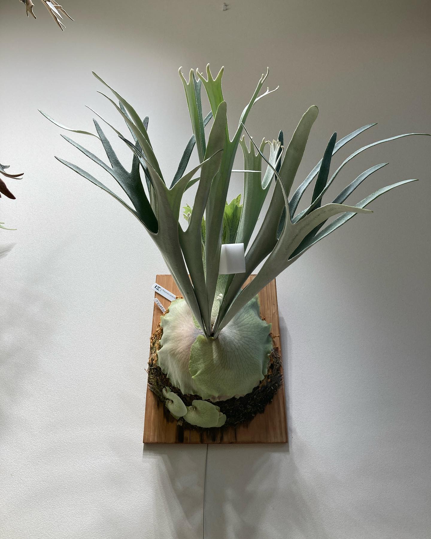 P.veitchii "King Fisher” from @botanyvalley ベイチーは写