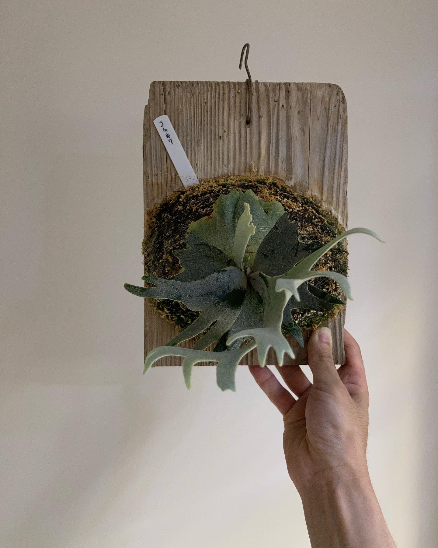 P.willinckii jade girl sporeling うちのJGsの中で一番白い個体。 