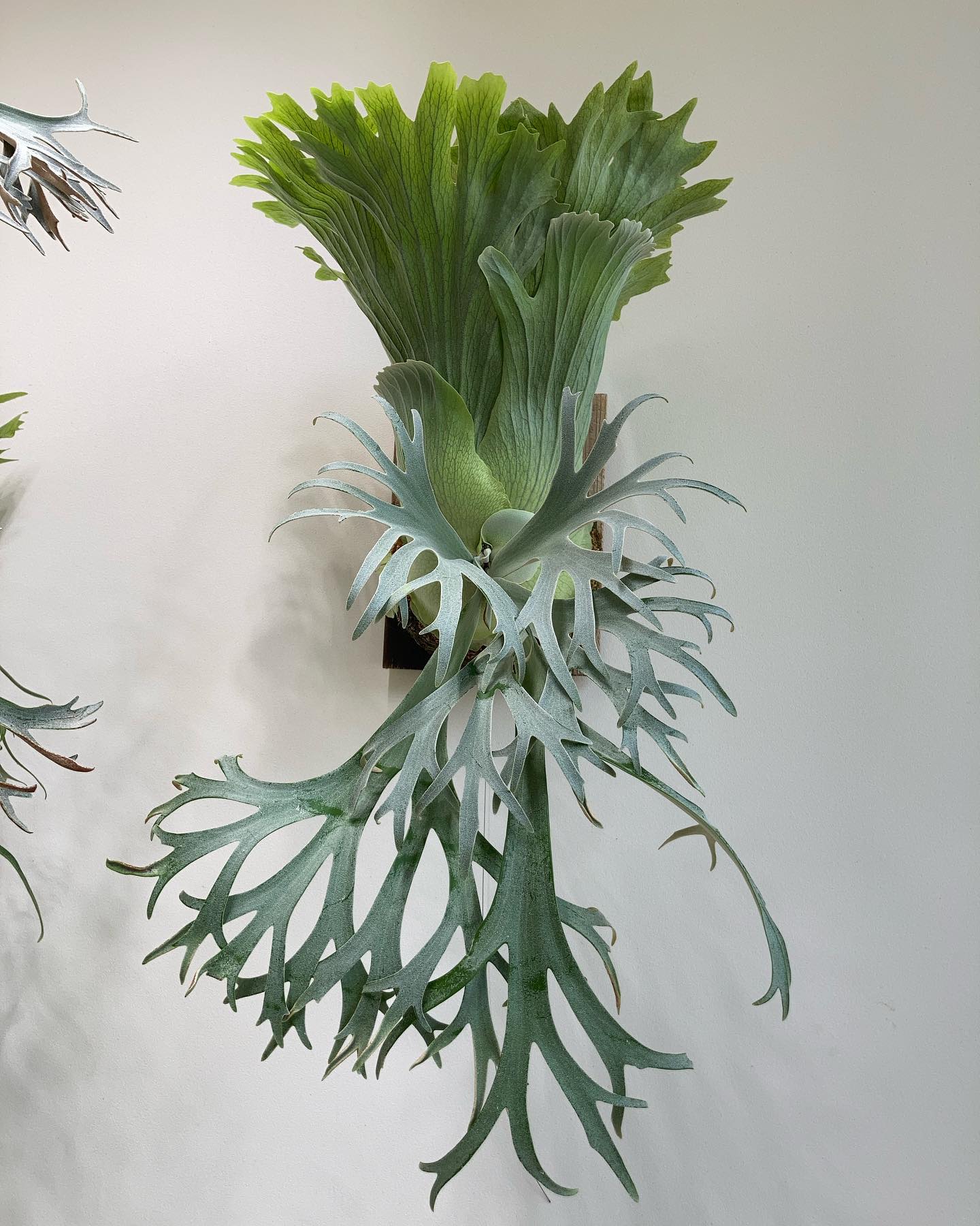 P.willinckii 月光爪哇 from @comolebi_plants 下葉をカット。 今回