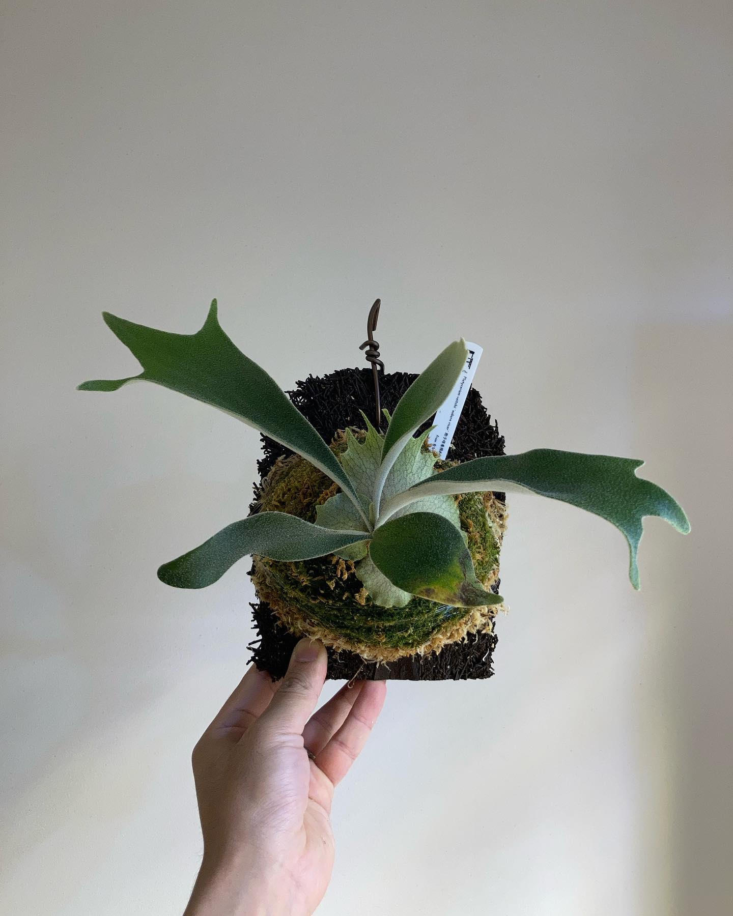 P.veitchii auburn river胞子培養＃4 苔増し ヘゴ板に着け替え マグァンプ P