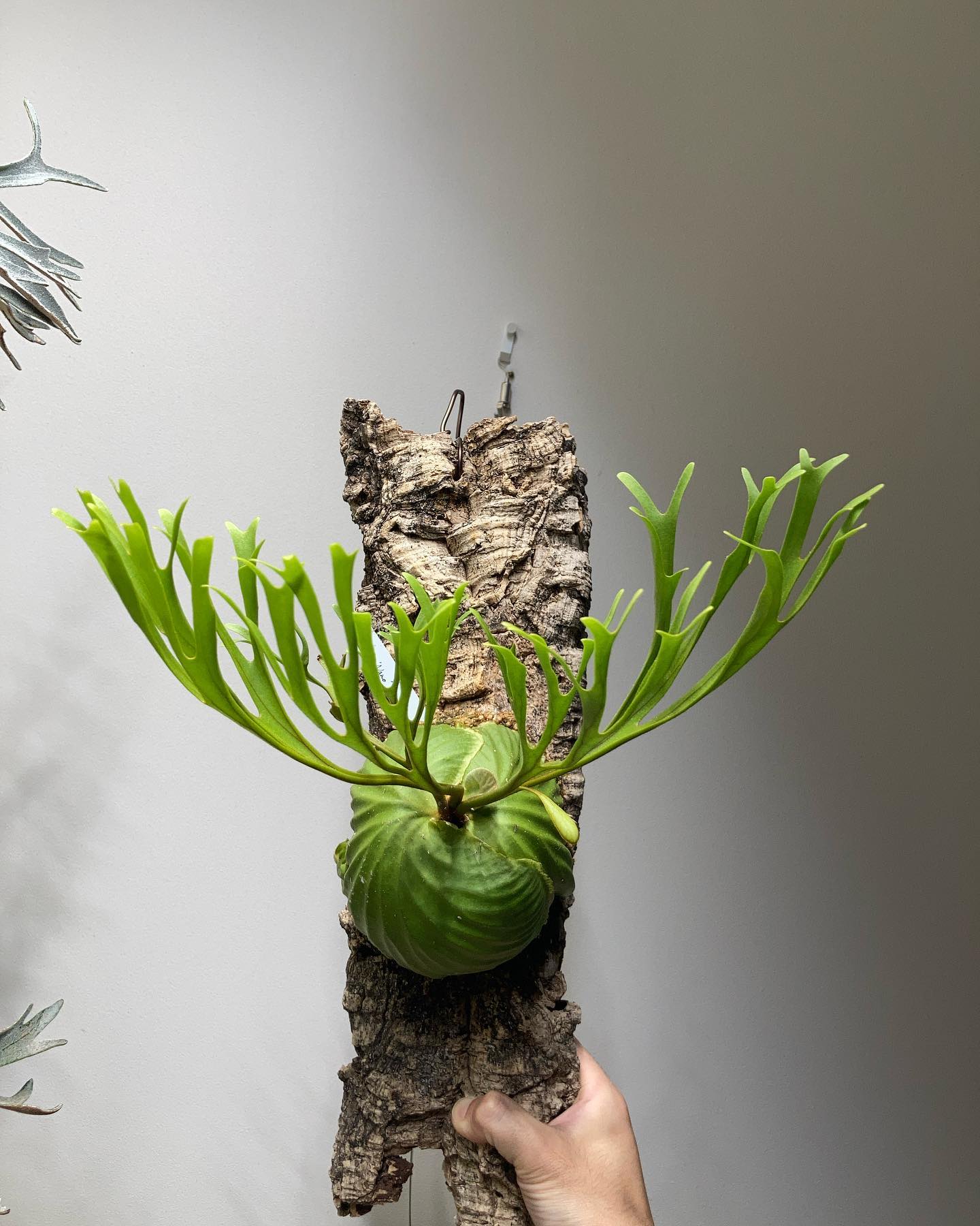 Platycerium ridleyi nano from @katsu_hibino 全方位からの