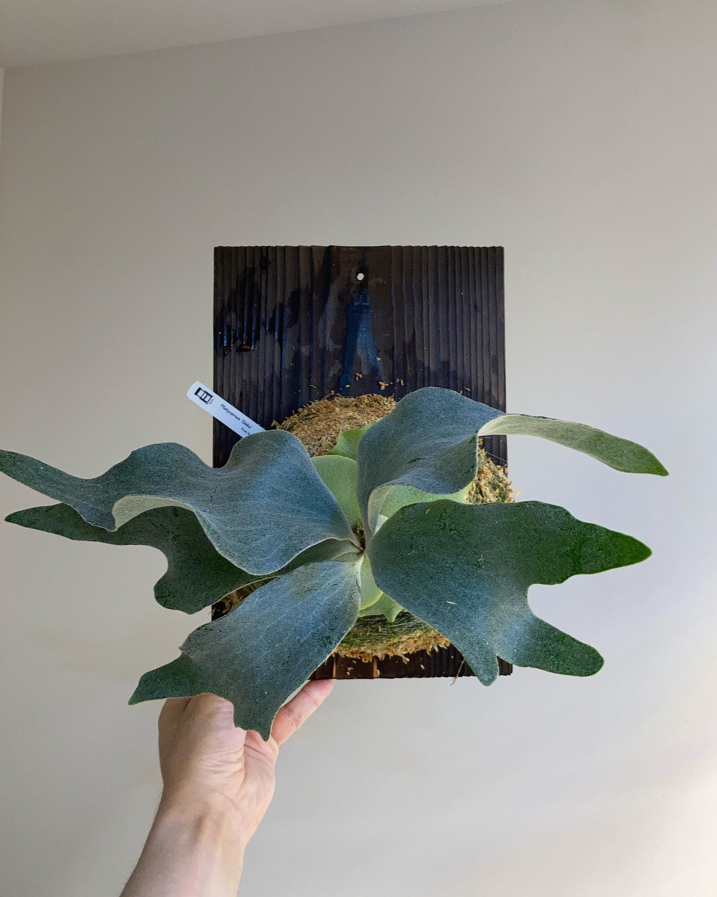 P.Ginka from @botanyvalley 根が板に着いたので、苔増し記念です。 板は @