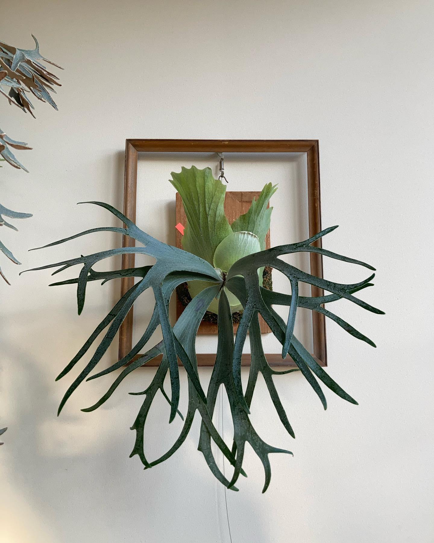 P.willinckii moonlight 我が軍の次世代エース候補 なかなかいい貯水葉を出すじゃ